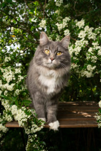 curious maine coon cat outdoors in the garden on a wooden table under flowering tree curious maine coon cat outdoors in the garden on a wooden table under flowering tree